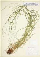 藏品(鈍頭羊茅)的圖片